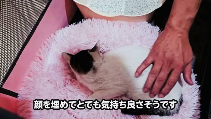 足をケガした子猫が『エンジンルームの中』に……『救出の様子』に涙が止まらないと11万再生「涙があふれた」「本当に感動した」の声