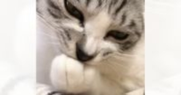 『前足を吸っていた猫』の前に指を差し出してみた結果…まさかの反応に爆笑する人続出「表情も完璧ｗ」「何を考えてたんだろうｗ」