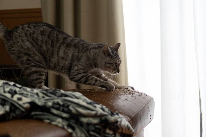 猫を『衝動的に飼う』と起こりうる問題4選　お互いが不幸になる理由や事前に検討すべきこと