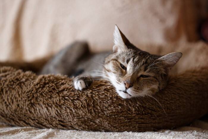 猫を『衝動的に飼う』と起こりうる問題4選　お互いが不幸になる理由や事前に検討すべきこと