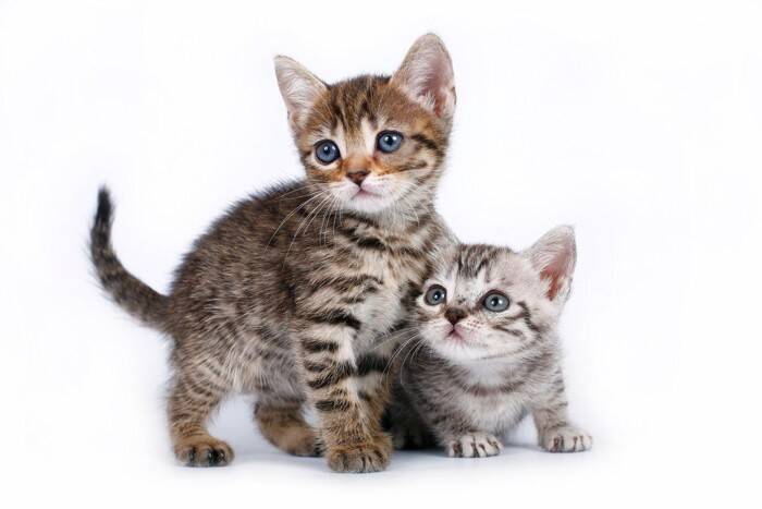 猫を『衝動的に飼う』と起こりうる問題4選　お互いが不幸になる理由や事前に検討すべきこと