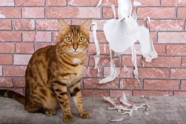 猫にやられがちな『お部屋荒らし』3選　困った行動をする心理からイタズラ対策まで