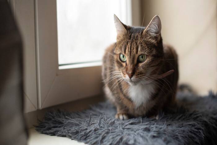 猫が『ジャンプに失敗』するときの理由5つ　注意したいトラブルやケガの予防策も