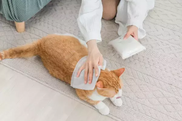 猫のケアに『シャンプータオル』が役立つ理由3選　使うときのポイントや選び方まで解説