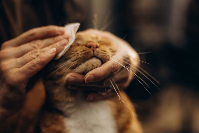 猫のケアに『シャンプータオル』が役立つ理由3選　使うときのポイントや選び方まで解説