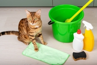 猫に『消毒液』が危険すぎる3つの理由　起こりうるトラブルから安全対策の方法まで