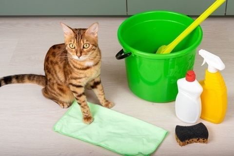 猫に『消毒液』が危険すぎる3つの理由　起こりうるトラブルから安全対策の方法まで