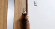 猫が開けられないように『ドアノブを縦向き』にした結果…ペットカメラが捉えた『驚きの瞬間』に「IQ200くらいありそう」「笑ったｗ」