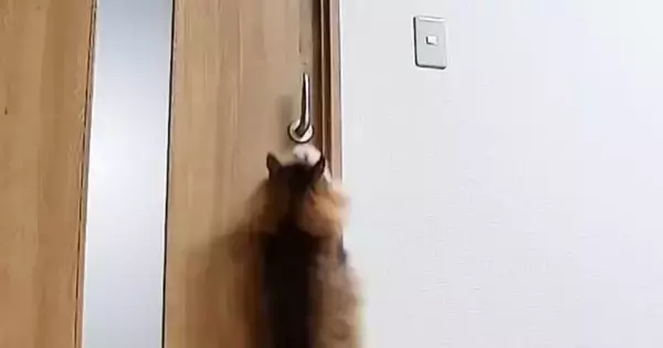 猫が開けられないように『ドアノブを縦向き』にした結果…ペットカメラが捉えた『驚きの瞬間』に「IQ200くらいありそう」「笑ったｗ」