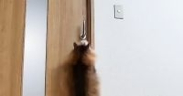 猫が開けられないように『ドアノブを縦向き』にした結果…ペットカメラが捉えた『驚きの瞬間』に「IQ200くらいありそう」「笑ったｗ」