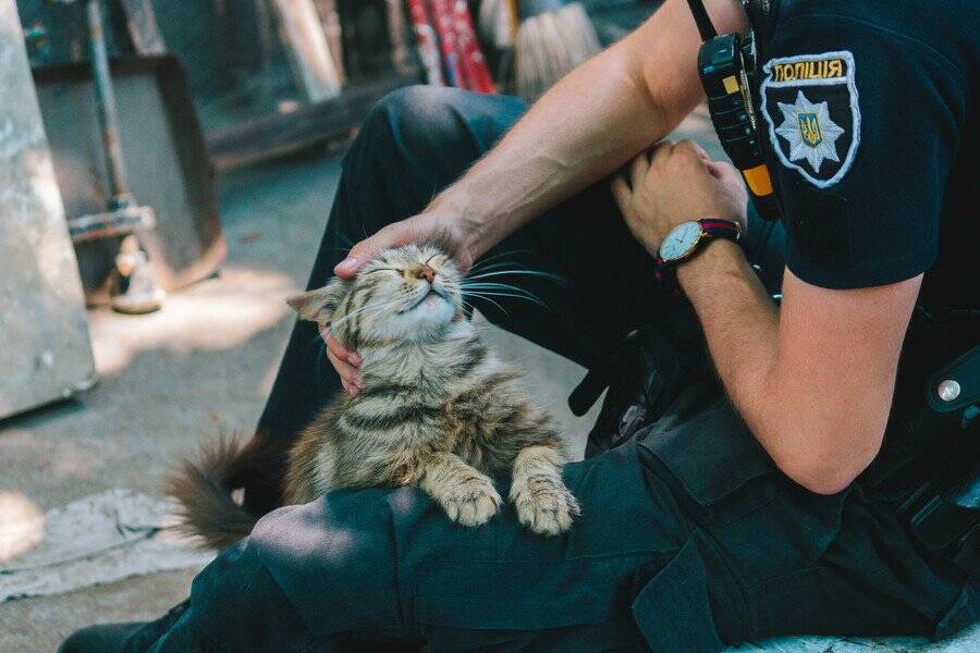 市民の安全を守るのは「猫警察官」ニャン！　米国各地で活躍中の猫ちゃんたち