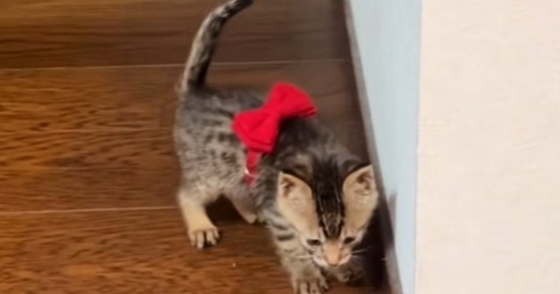 子猫には大きすぎた『リボンの首輪』→成長後につけてみた結果…素敵すぎるビフォーアフターが49万再生「アニメの世界にいそう」「メロい」