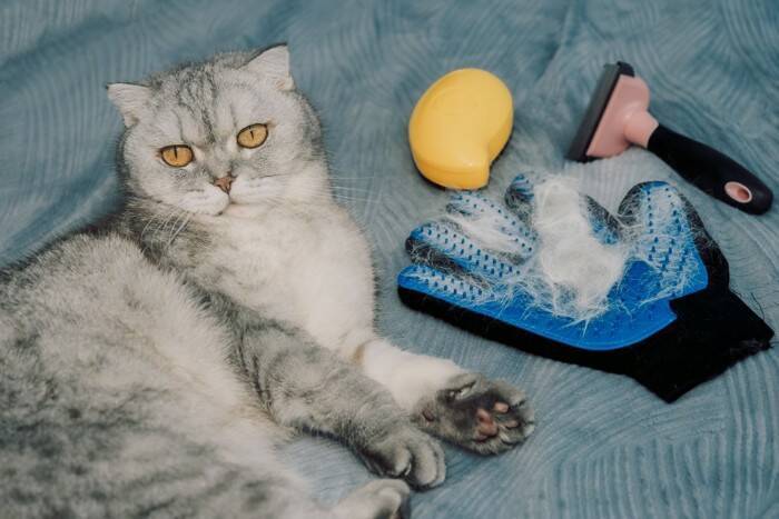 猫の飼い主が『本当に買ってよかった』と実感する猫グッズ4つ　オススメできる理由や便利な使い方もご紹介