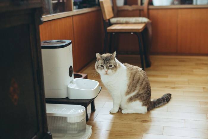 猫の飼い主が『本当に買ってよかった』と実感する猫グッズ4つ　オススメできる理由や便利な使い方もご紹介