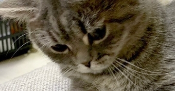 じーっとソファの隙間を見つめる猫→『視線の先』には…まさかの光景が可愛すぎると３万いいね「すごい遊びかたｗ」「なんか生えてきた」