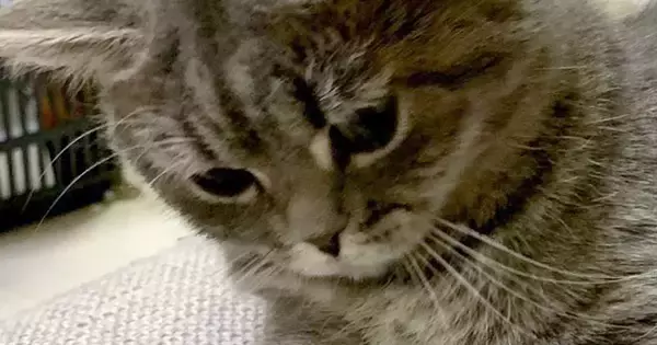 じーっとソファの隙間を見つめる猫→『視線の先』には…まさかの光景が可愛すぎると３万いいね「すごい遊びかたｗ」「なんか生えてきた」