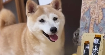 ダンボールハウスで遊ぶ『柴犬と猫』→中にいた猫が突然消えると…ほっこりする光景に「リアクションが完璧で可愛いｗ」「癒やしをありがとう」