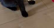 興奮気味の黒猫→口元を見ると、くわえていたのは…可愛すぎる光景に2万いいね「でっかい獲物ゲットしたねぇｗ」「蕎麦屋いくのかな」