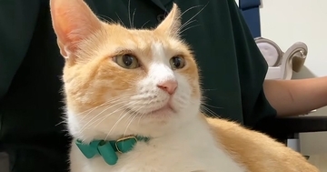 普段は膝に乗らない猫→珍しく『膝の上で過ごした』結果…尊すぎる光景に「なんて愛おしいの」「不器用でたまらない」と悶絶の声