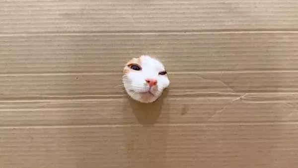 ネコは顔が通れば体も通るのか…穴をあけて検証してみると→想像以上にかわいすぎる展開が60万再生「手が生えたり顔が生えたりｗ」「笑った」