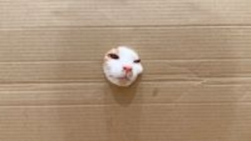 ネコは顔が通れば体も通るのか…穴をあけて検証してみると→想像以上にかわいすぎる展開が60万再生「手が生えたり顔が生えたりｗ」「笑った」