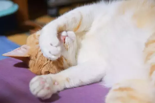 猫が『手で顔を隠して眠る』のはなぜ？3つの理由と見直してあげたいポイント