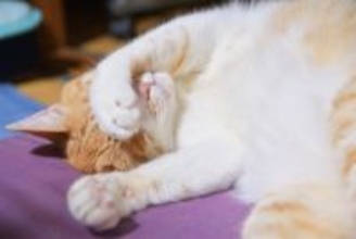 猫が『手で顔を隠して眠る』のはなぜ？3つの理由と見直してあげたいポイント