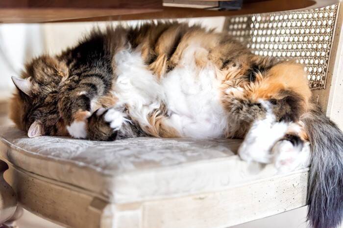 猫が『手で顔を隠して眠る』のはなぜ？3つの理由と見直してあげたいポイント