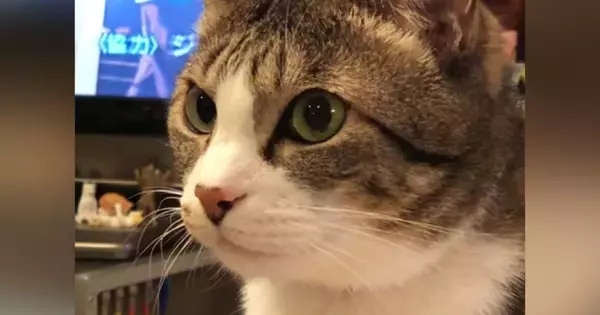 猫に『おさかな食べる？』と聞いてみた結果…『可愛すぎる反応』と素敵なやり取りの様子が135万再生「完璧に理解してるｗ」「ニヤけたｗ」