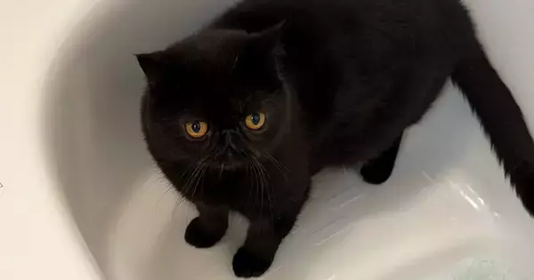 毛がふわっふわの黒猫→『お風呂』に入った結果…同じ猫とは思えない『衝撃ビフォーアフター』に６万いいね「情けなくて好き」「笑ったｗ」