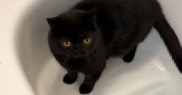 毛がふわっふわの黒猫→『お風呂』に入った結果…同じ猫とは思えない『衝撃ビフォーアフター』に６万いいね「情けなくて好き」「笑ったｗ」