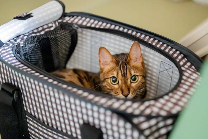 猫と一緒に『引っ越し』をする際の注意点5つ　負担を減らすために飼い主がすべきことも