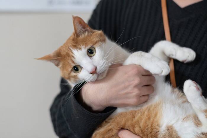 猫と一緒に『引っ越し』をする際の注意点5つ　負担を減らすために飼い主がすべきことも