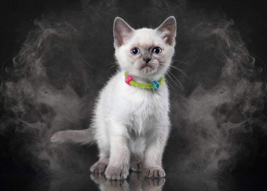 あわや大惨事に！　留守番中の猫がコンロに点火→部屋には煙が充満→火災直前に飼い主が帰宅するという「恐怖体験」