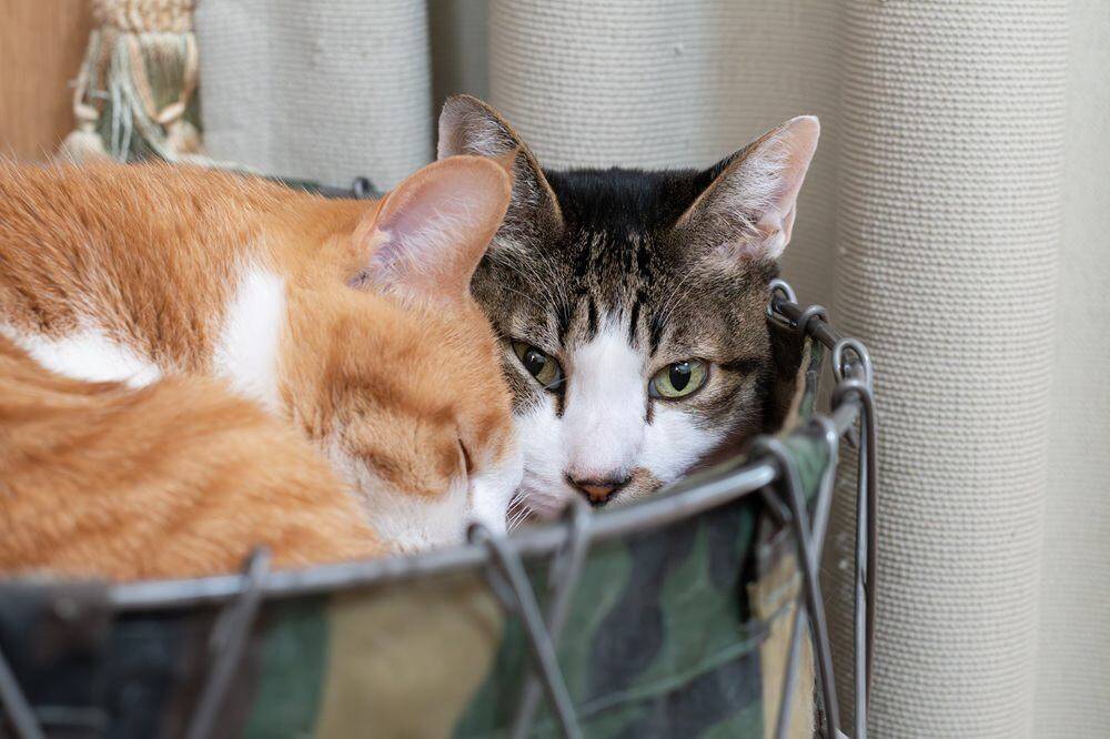 猫にとって『1匹飼いと多頭飼い』どちらが幸せなの？それぞれの良い点・悪い点や飼う前に検討すべきこと