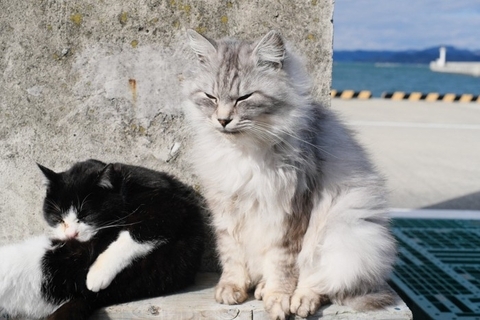 猫好きなら行ってみたい『猫を愛する国』5選　猫との歴史やそれぞれの魅力もご紹介