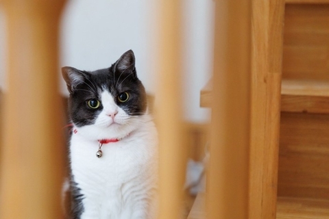 猫が『近くに来なくなる』飼い主の特徴4選　距離を取られる理由から関係改善のヒントまで