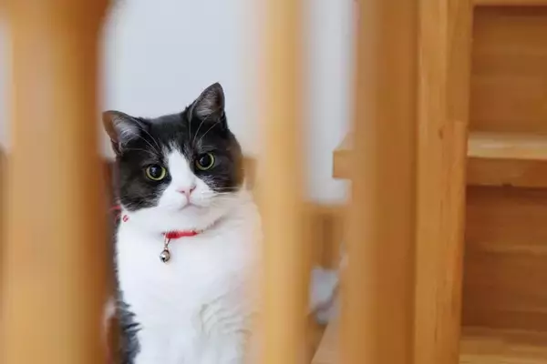 猫が『近くに来なくなる』飼い主の特徴4選　距離を取られる理由から関係改善のヒントまで