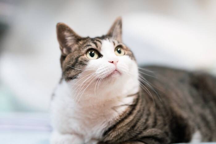 猫が『近くに来なくなる』飼い主の特徴4選　距離を取られる理由から関係改善のヒントまで