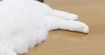 38℃の猛暑日、猫が家中を行ったり来たりして…まるでサウナに入る人間のような行動に「整う気持ちよさを知ってるｗ」「おっさんやんｗ」の声