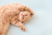 猫が『大好きな人』だけにする行動5つ　心を許しているサインや愛情の返し方まで