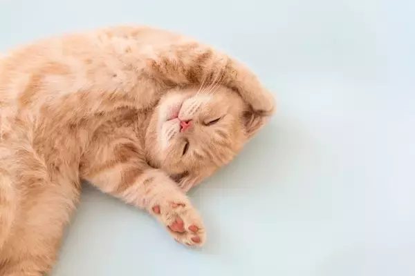 猫が『大好きな人』だけにする行動5つ　心を許しているサインや愛情の返し方まで