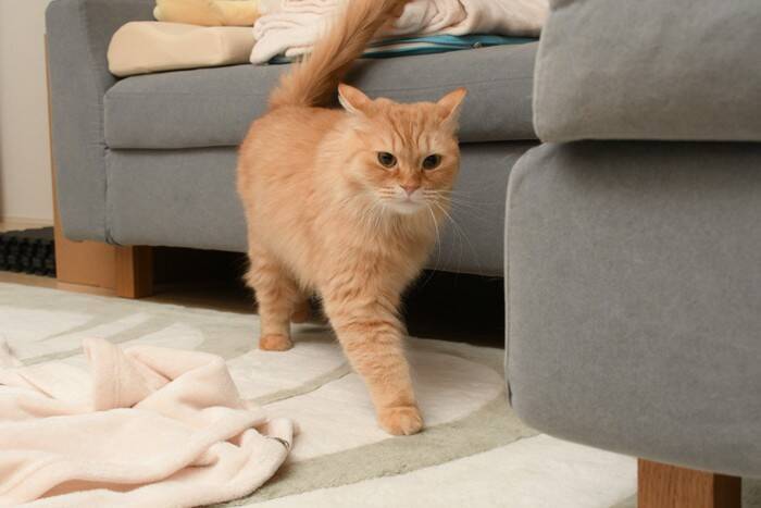 猫が『大好きな人』だけにする行動5つ　心を許しているサインや愛情の返し方まで