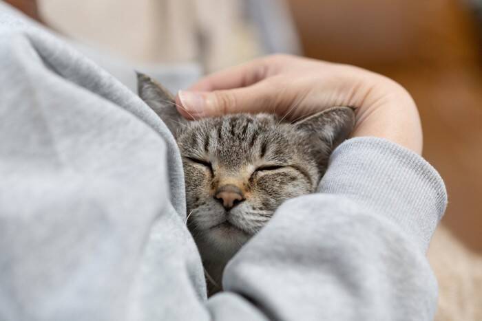 猫が『大好きな人』だけにする行動5つ　心を許しているサインや愛情の返し方まで