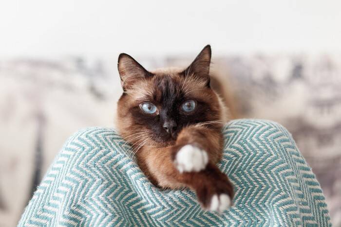 猫が『大好きな人』だけにする行動5つ　心を許しているサインや愛情の返し方まで