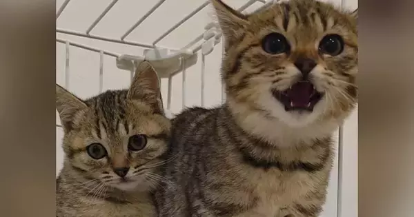まったく人に懐かなかった『警戒心の強い保護子猫』…新しい家族に愛され『変化した様子』が75万再生「涙が出た」「幸せな気持ちになった」