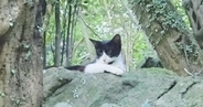 山奥に捨てられ、『人間不信になっていた猫』…もう一度心を開いてくれるまでの記録が100万再生「涙が止まらない」「本当にありがとう」