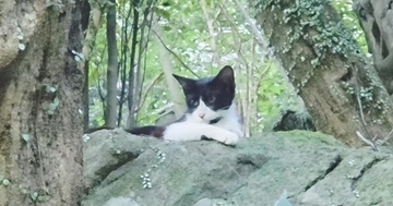山奥に捨てられ、『人間不信になっていた猫』…もう一度心を開いてくれるまでの記録が100万再生「涙が止まらない」「本当にありがとう」