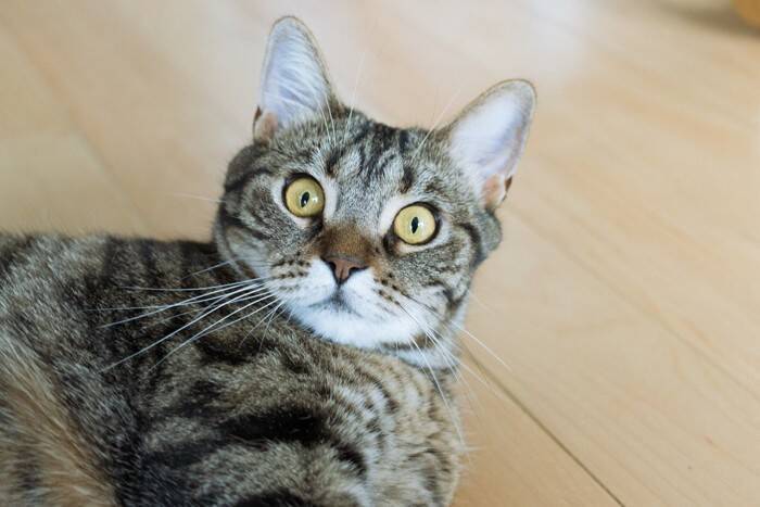 そっとしておいて！猫に『近づいてはいけない』5つのタイミング　猫が安心できなくなる心配が