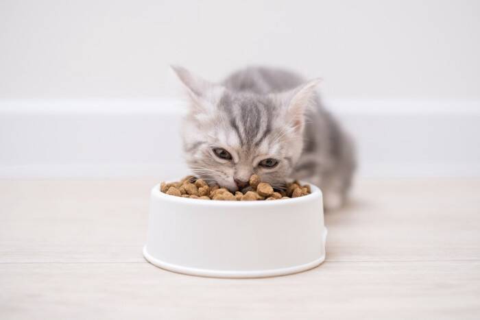 そっとしておいて！猫に『近づいてはいけない』5つのタイミング　猫が安心できなくなる心配が